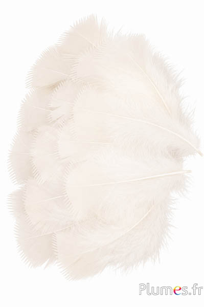 Tacchina - 6-8 cm - crema